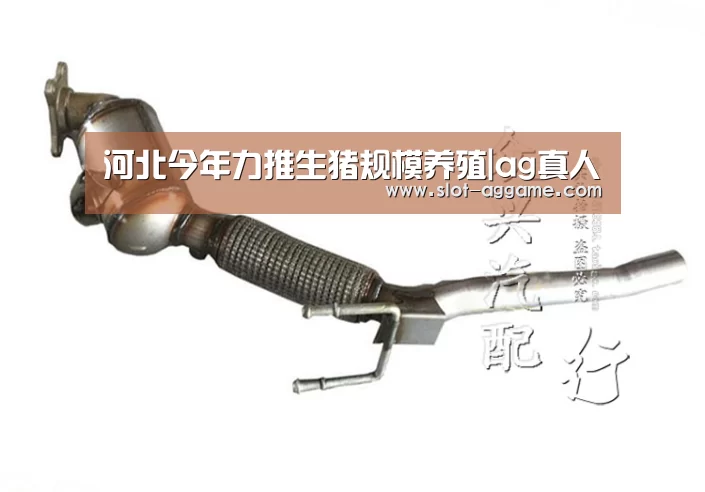 河北今年力推生猪规模养殖|ag真人
